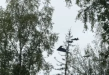 Генерал Липовой считает пролет F-22 и B-2 Spirit над Ил-96 Путина знаком уважения general lipovoj schitaet prolet 22 i 2 nad il96 putina znakom uvazheniya-pux-su-0