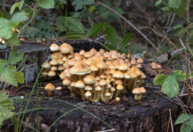 Грибы на пне