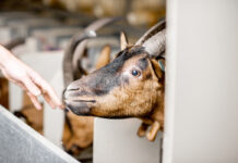 Коза в загоне