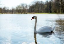 Реальные люди, ставшие прототипами сказочных героев Красивый лебедь плавает в озере