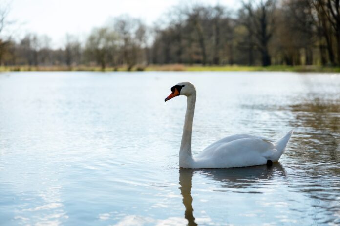 White swan in the wild A beautiful swan swimming in the lake Blue water sunny weather beauty of the nature Cygnus olor Close-up view Красивый лебедь плавает в озере