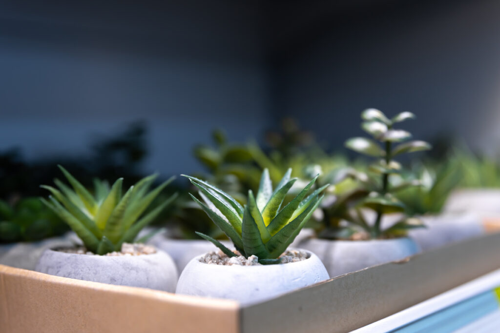 Крупный план, декоративного растения