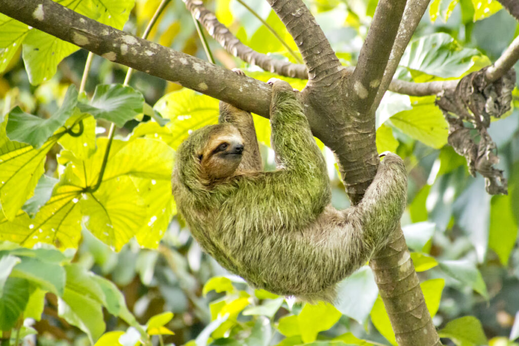 Ленивец на ветке