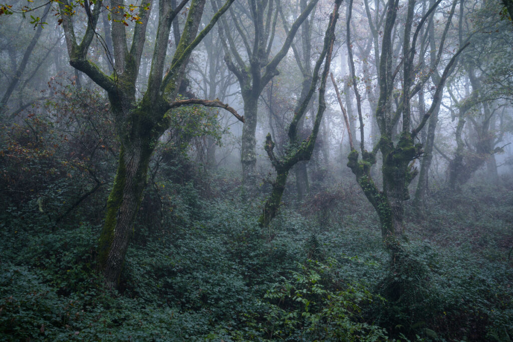 Лес с густым туманом
