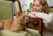 Марианна Онуфриенко дает советы по созданию идеального дома для кошки marianna onufrienko daet sovety po sozdaniyu idealnogo doma dlya koshki-pux-su-0