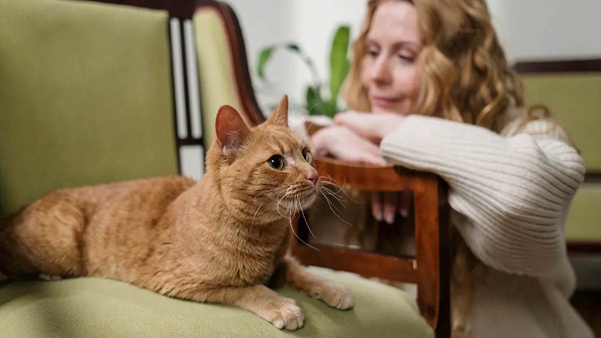 Как сделать квартиру безопасной для кошки: обустройство