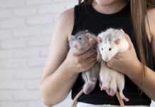 Простые решения сложных технологических проблем Молодая женщина с двумя крысами