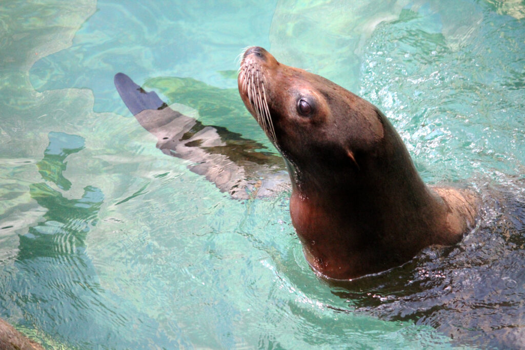 Морской лев в бассейне
