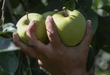 olga voronova i soyuz sadovodov rossii dayut sovety po hraneniyu yablok-pux-su-0