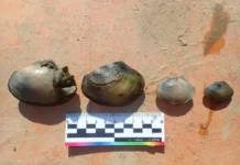 Открытие И. Болотова о изменчивости раковин анодонтов и их распространение otkrytie i bolotova o izmenchivosti rakovin anodontov i ih rasprostranenie-pux-su-0