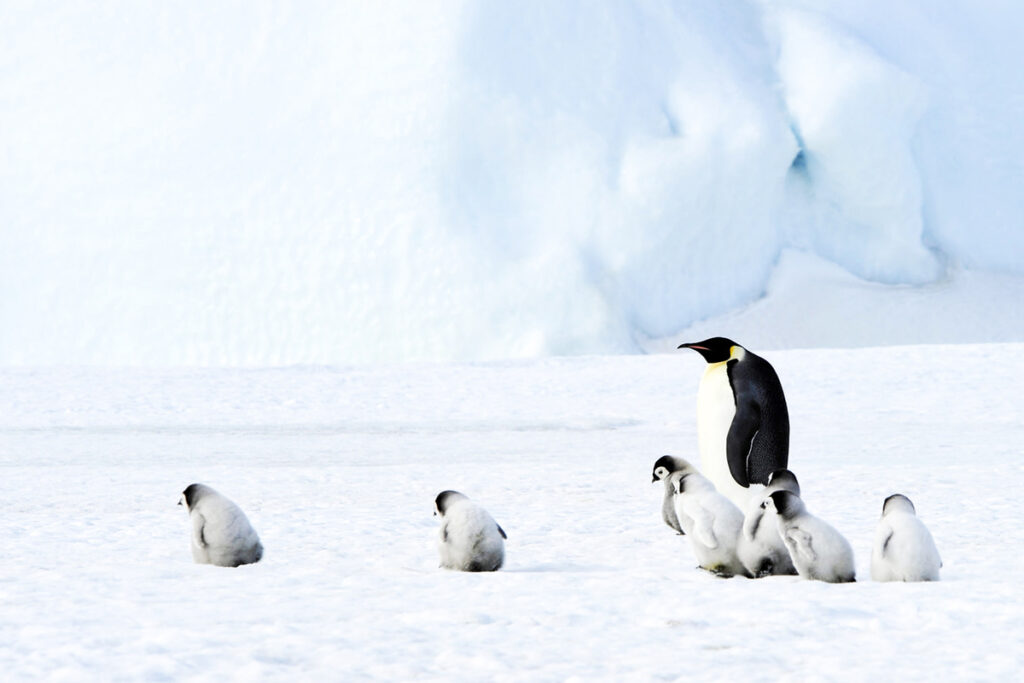 Пингвины в Антарктиде