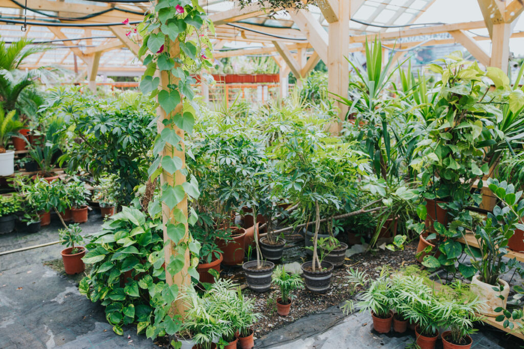 Растения и деревья, растущие в теплице