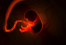 Безумные решения космических проблем Развитие человеческого эмбриона