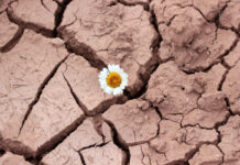 Чувствуете себя грустно? Это может быть полезно Сухая почва с цветком ромашки