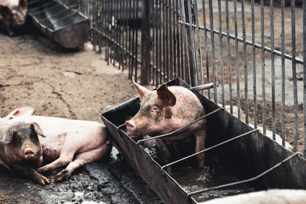 Свинья на ферме