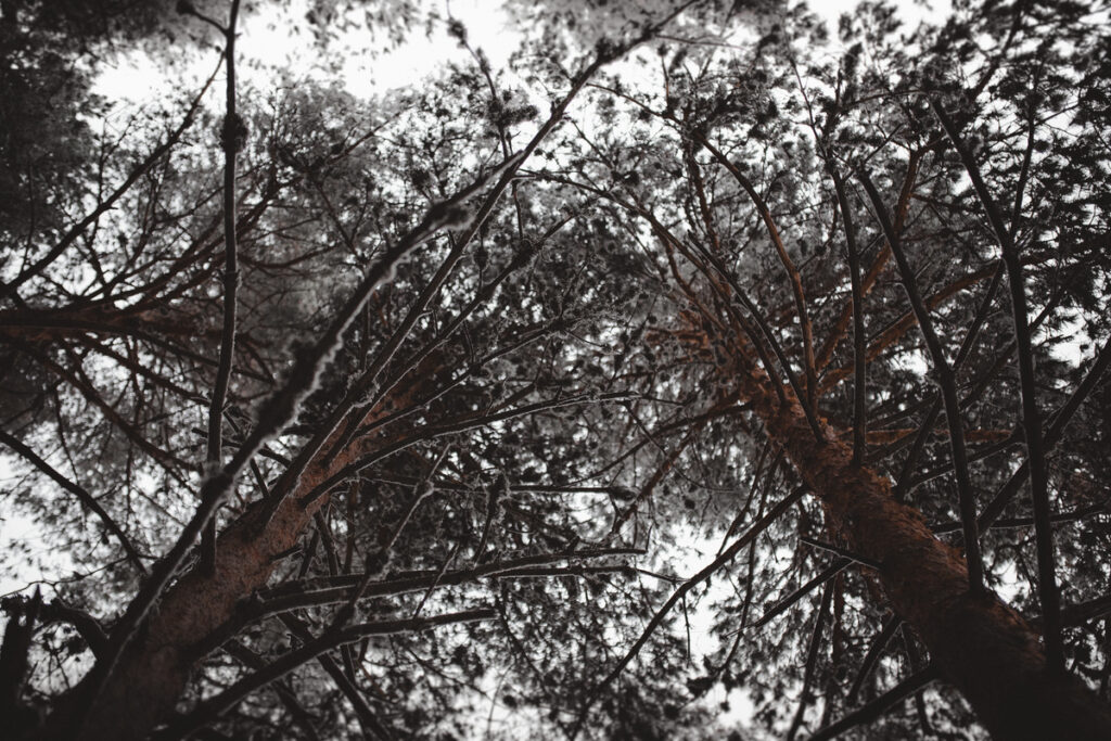 Темные стволы деревьев в лесу