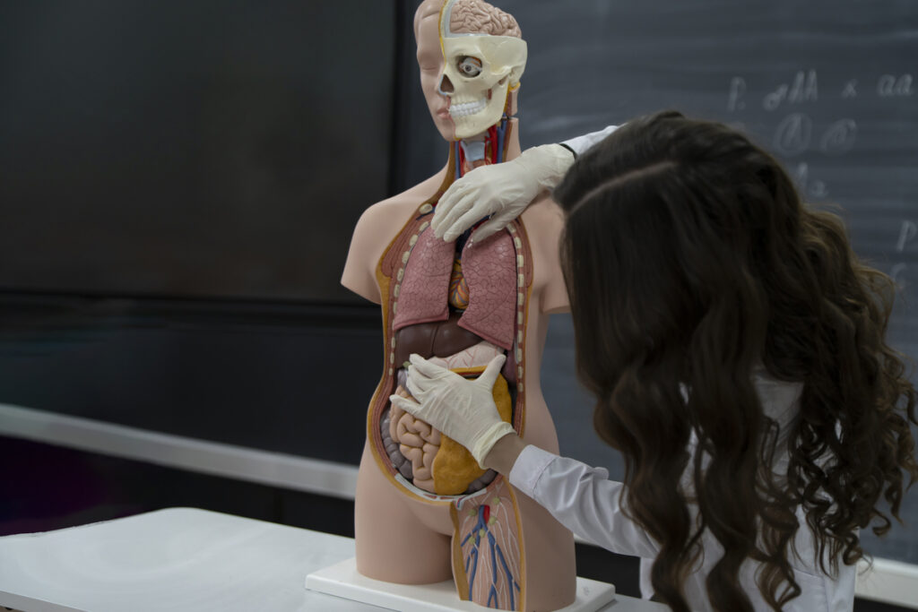 Учитель биологии и модель строения человека