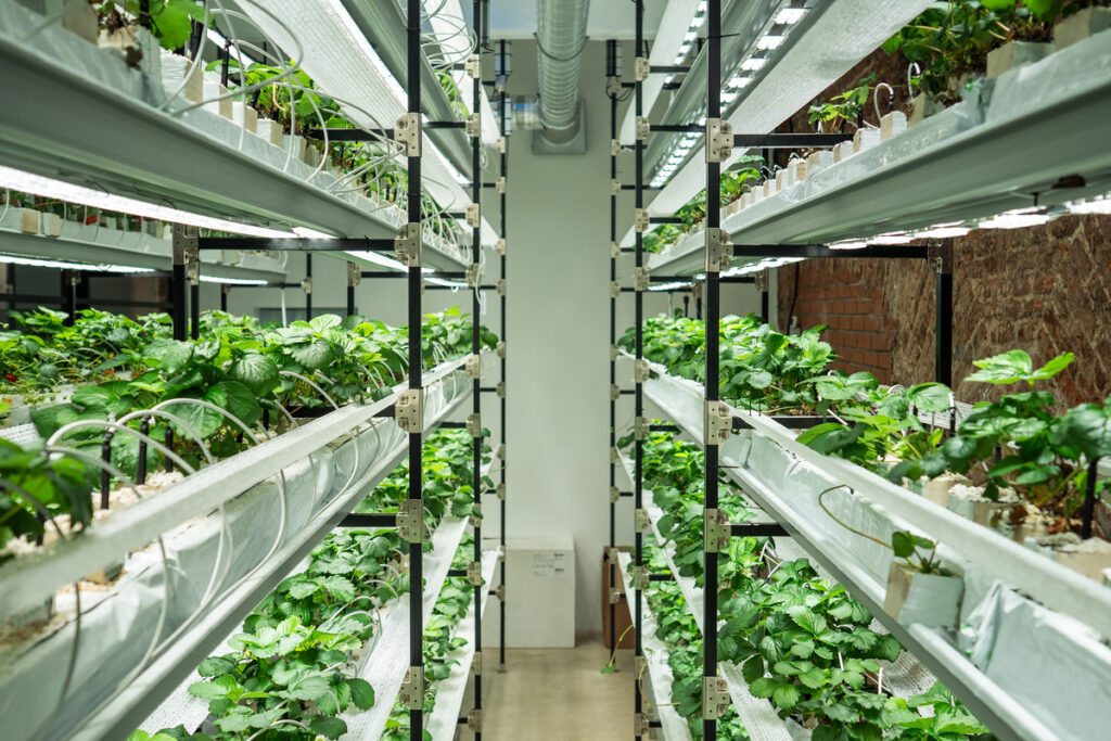 Вертикальная теплица с растениями