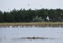 Владимир Зеленский обсудил условия обмена Кинбурнской косы на землю Николаевщины vladimir zelenskij obsudil usloviya obmena kinburnskoj kosy na zemlyu nikolaevshhiny-pux-su-0