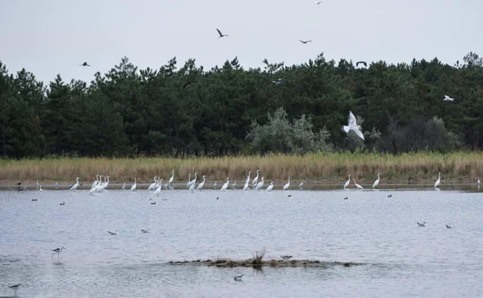 vladimir zelenskij obsudil usloviya obmena kinburnskoj kosy na zemlyu nikolaevshhiny-pux-su-0
