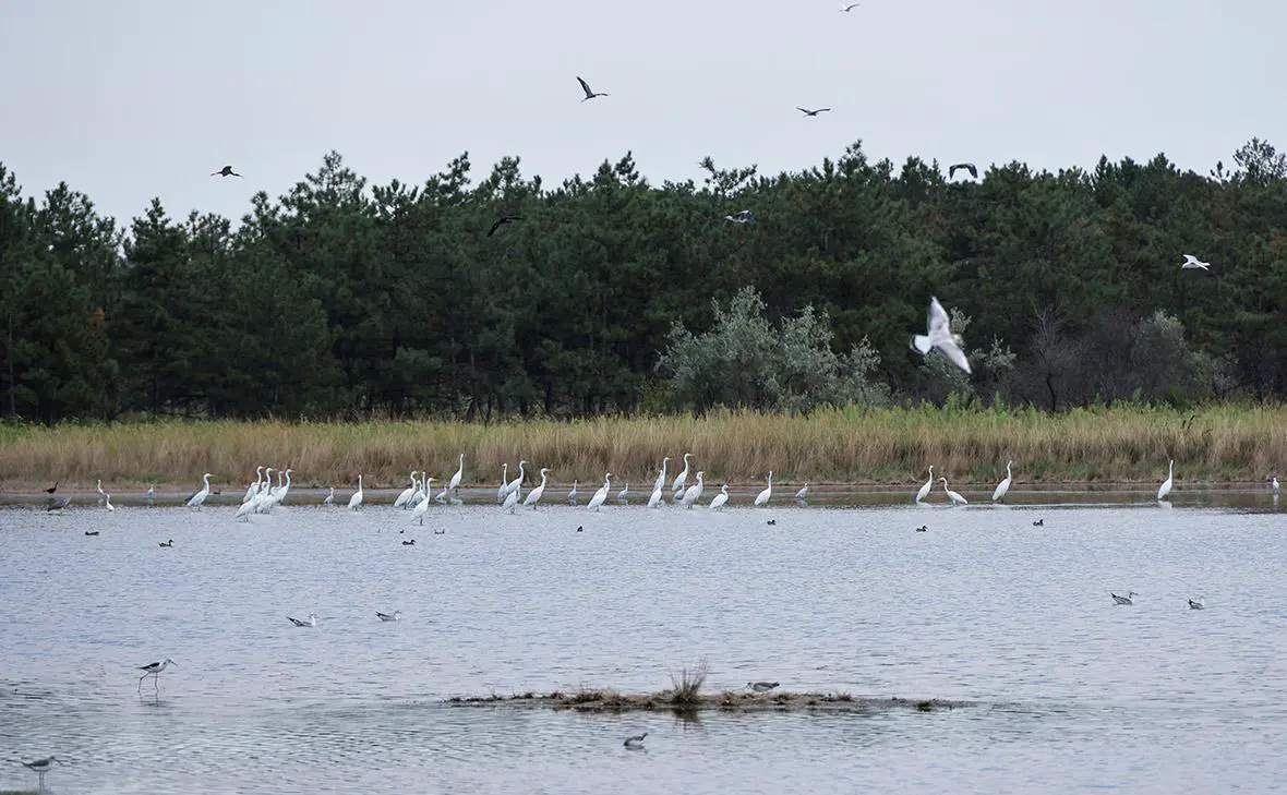 Кинбурнская коса (Алексей Коновалов / ТАСС)