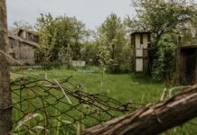 Интересные и жуткие исторические факты Зеленый задний двор весной