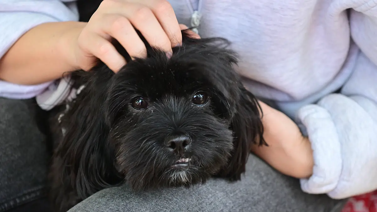 Мосгордума увеличила штрафы за нарушения при содержании животных