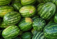 Арбузы и дыни из Дагестана, Тамбова и Астрахани на ярмарках Москвы arbuzy i dyni iz dagestana tambova i astrahani na yarmarkah moskvy-pux-su-0