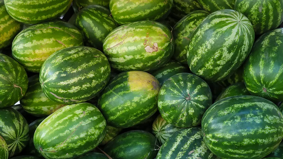 Продажи арбузов и дынь на ярмарках выходного дня превысили 600 тонн