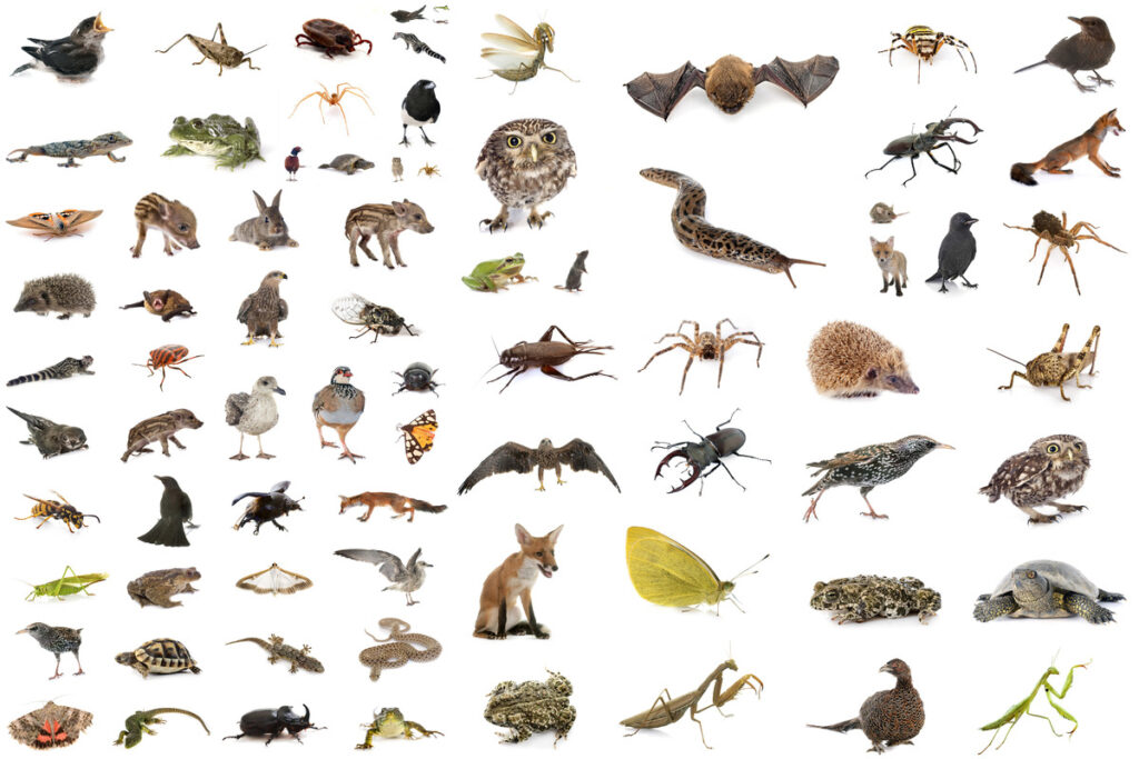 Дикая природа
