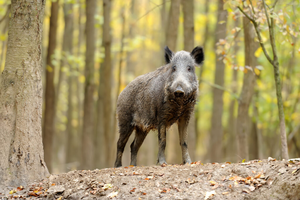 Дикий кабан в осеннем лесу

