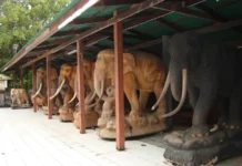 Евгений Томихин сообщил о спасении россиянки в Таиланде и Мьянме evgenij tomihin soobshhil o spasenii rossiyanki v tailande i myanme-pux-su-0