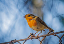 Странные и удивительные открытия из мира животных Европейская малиновка