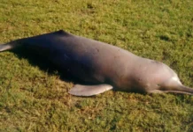 Индские дельфины на реке Инд становятся новой надеждой в борьбе с микропластиком indskie delfiny na reke ind stanovyatsya novoj nadezhdoj v borbe s mikroplastikom-pux-su-0