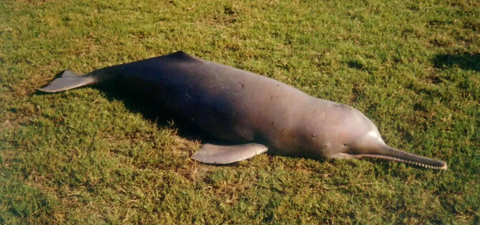Индские дельфины на реке Инд становятся новой надеждой в борьбе с микропластиком-0
