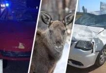 Инициатива Ильи Мутовина и Росавтодор для предотвращения ДТП с животными inicziativa ili mutovina i rosavtodor dlya predotvrashheniya dtp s zhivotnymi-pux-su-0