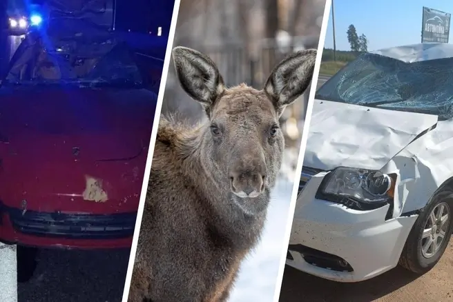 Супруг погибшей модели просит Росавтодор защитить водителей от диких животных на дорогах | Источник: Госавтоинспекция Тверской области, Александр Ощепков / NGS.RU, личный архив Антона