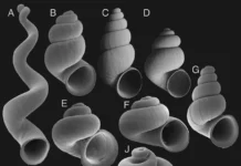 Открытие нового подсемейства улиток Кавказа стало прорывом СПбГУ в изучении Hydrobiidae otkrytie novogo podsemejstva ulitok kavkaza stalo proryvom spbgu v izuchenii -pux-su-0