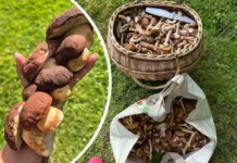 Петр и Елена открывают щедрый грибной сезон в Истринском и Раменском районах petr i elena otkryvayut shhedryj gribnoj sezon v istrinskom i ramenskom rajonah-pux-su-0