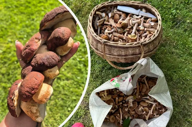 Рассказываем, какие грибы можно найти в лесах Подмосковья в сентябре | Источник: Инна Маренцова / Marina Marina / Грибы в Подмосковье 2025 / VK.com