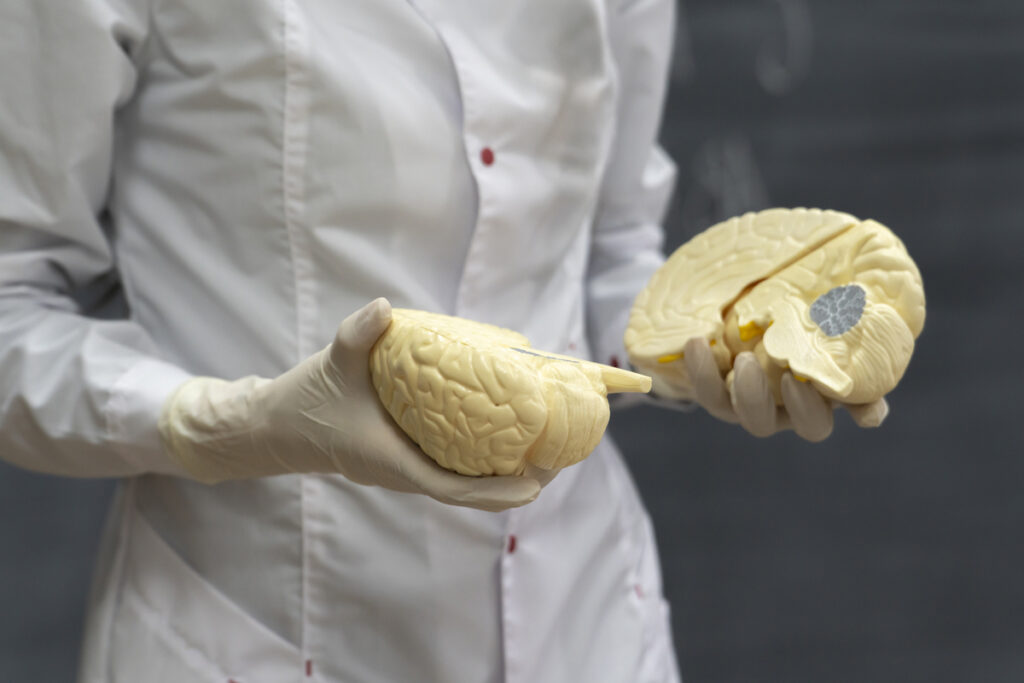 Руки учителя держат модель человеческого мозга