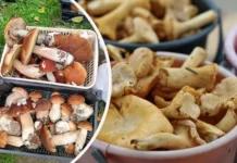 Вальдемар, Наталья и Екатерина наслаждаются сезонным изобилием грибов в Подмосковье valdemar natalya i ekaterina naslazhdayutsya sezonnym izobiliem gribov v podmoskove-pux-su-0