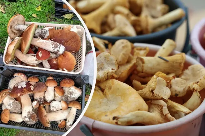 Рассказываем, где лучше всего собирать грибы в Подмосковье | Источник: Сергей Печников / Грибы в Подмосковье 2025 / VK.com; Евгений Софийчук / NGS55.RU