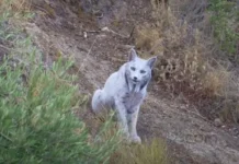 anhel idalgo zapechatlel saturehu i rabotu    -pux-su-0