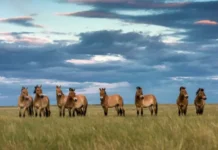 История возрождения и вдохновения лошади Пржевальского и Дарвиновского музея istoriya vozrozhdeniya i vdohnoveniya loshadi przhevalskogo i darvinovskogo muzeya-pux-su-0