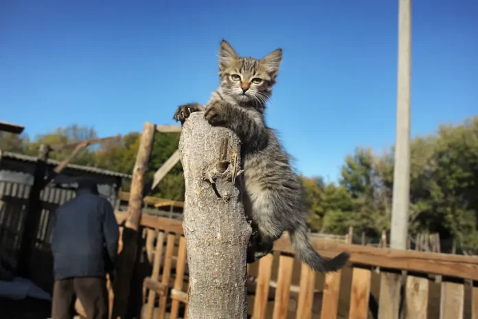 kak koshki pomogayut zashhitit serdcze ot pristupov po dannym uchenyh-pux-su-0