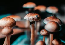 Калифорнийский университет в Дейвисе изучает псилоцибин и послеродовую депрессию kalifornijskij universitet v dejvise izuchaet psiloczibin i poslerodovuyu depressiyu-pux-su-0