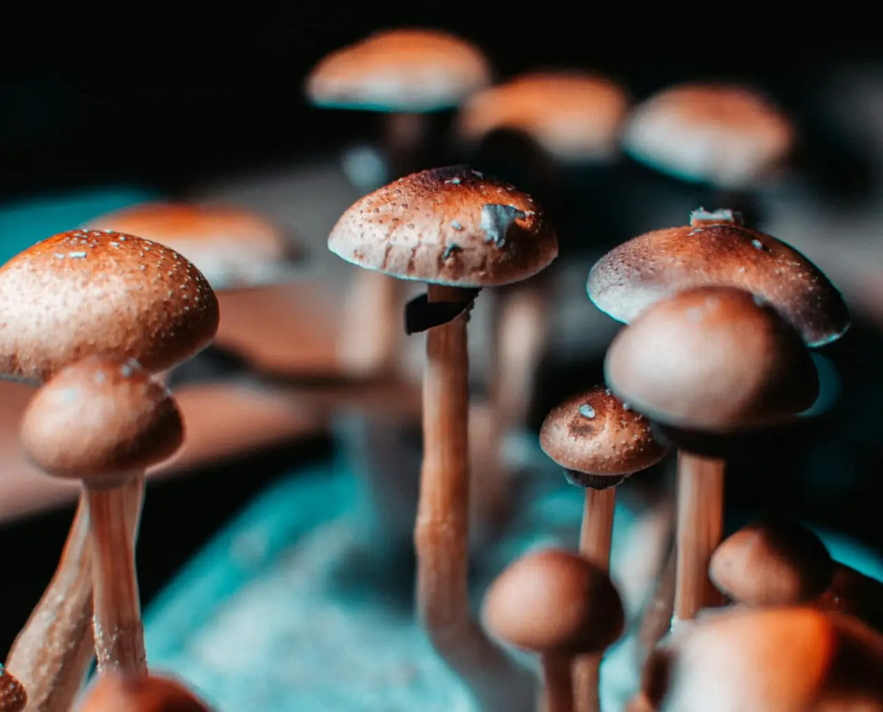 Калифорнийский университет в Дейвисе изучает псилоцибин и послеродовую депрессию-0