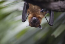 Как шестое чувство изменяет восприятие реальности Коричневая летучая мышь