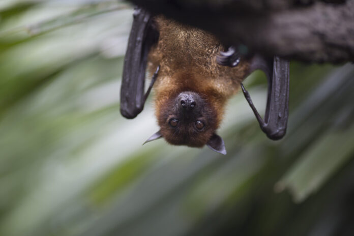 Close up of brown bat hanging upside down from a tree Коричневая летучая мышь